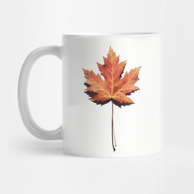 Maple Leaf Photo by bluerockproducts